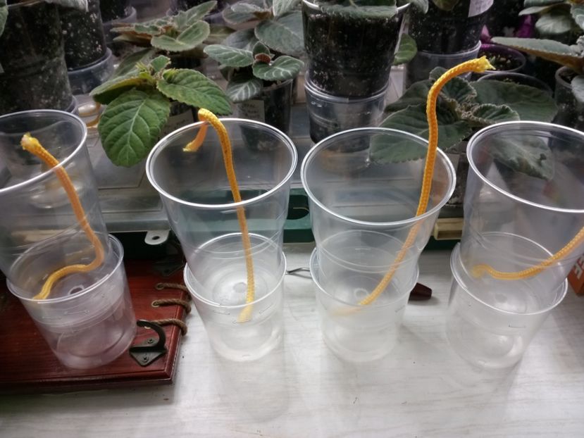 Pentru următoarele 4 - Gloxinii din semințele obținute de mine 2018-2019