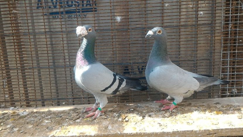  - Voiajor Italian de Frumusete 2019