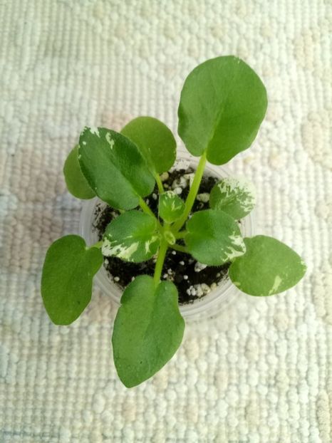 8 dec - Pacific Pearl