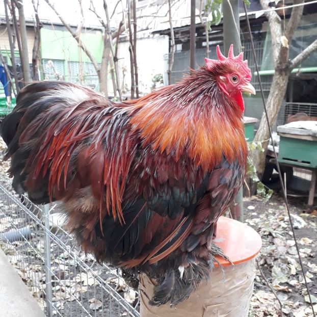 Vandut - Cochinchina pitic de vanzare decembrie 2018