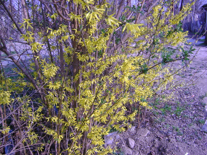 forsythia - 1  FLORI-paradisul meu