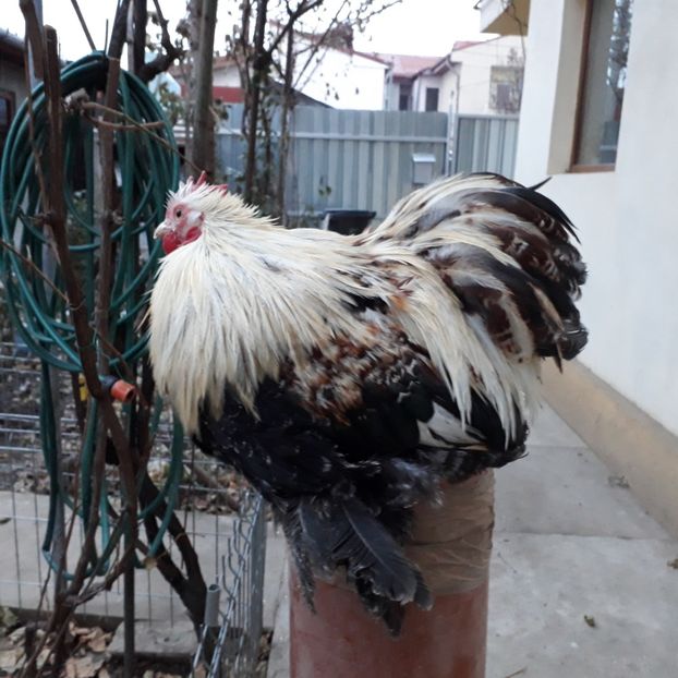  - Cochinchina pitic de vanzare decembrie 2018