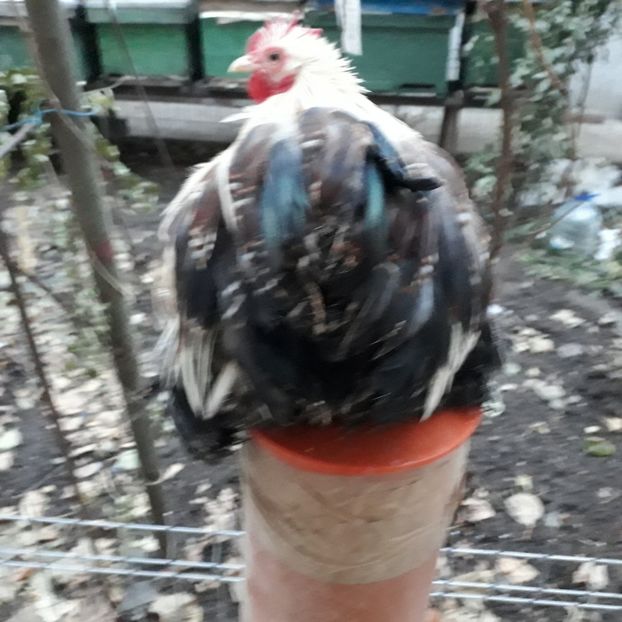  - Cochinchina pitic de vanzare decembrie 2018