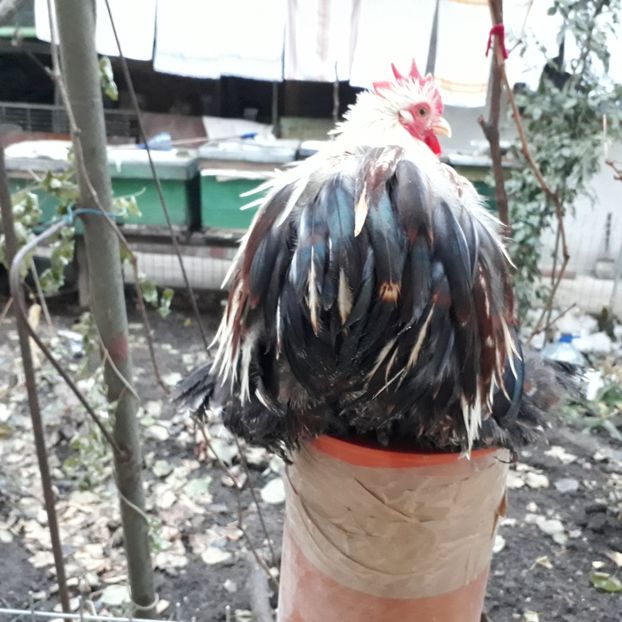 Vandut - Cochinchina pitic de vanzare decembrie 2018