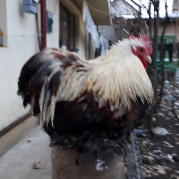 Vandut - Cochinchina pitic de vanzare decembrie 2018