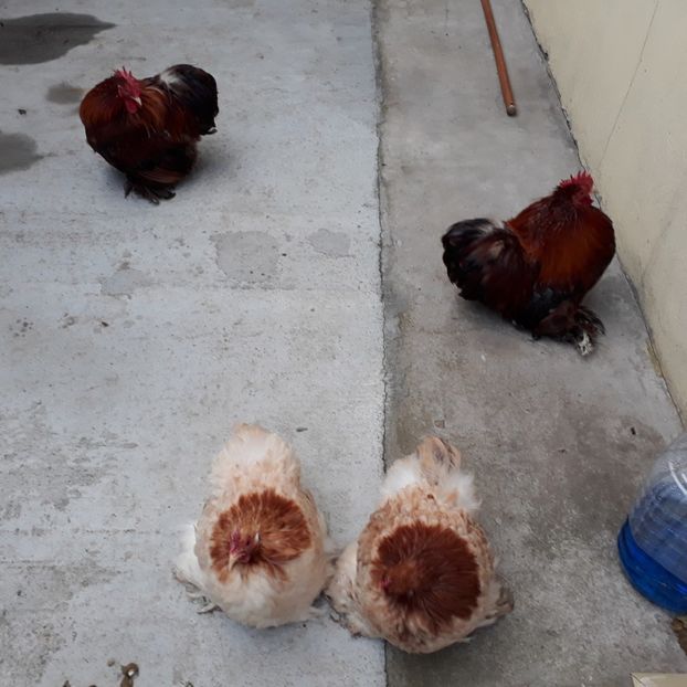  - Cochinchina pitic de vanzare decembrie 2018