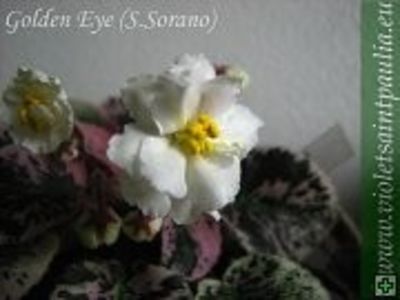 Golden Eye poza net - Golden Eye