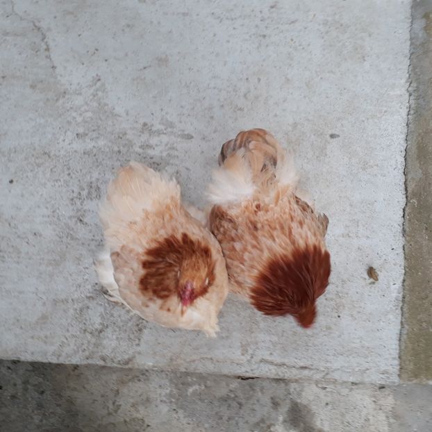  - Cochinchina pitic de vanzare decembrie 2018