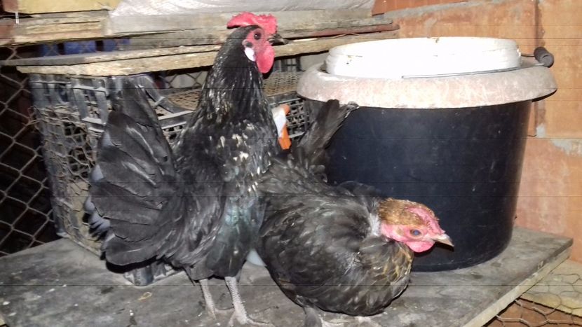  - 1 Toate Gaini pitice pe care le-am avut