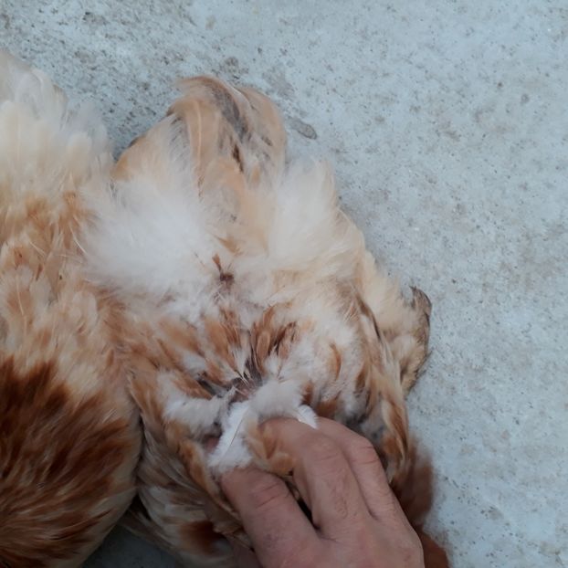  - Cochinchina pitic de vanzare decembrie 2018