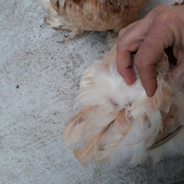  - Cochinchina pitic de vanzare decembrie 2018