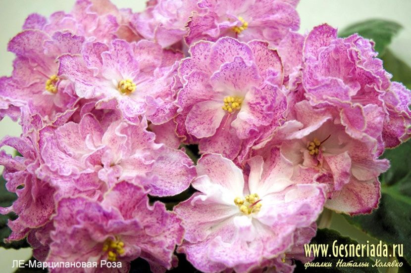 LE Marzipan Rose poza net - ZZ LE Marzipan Rose