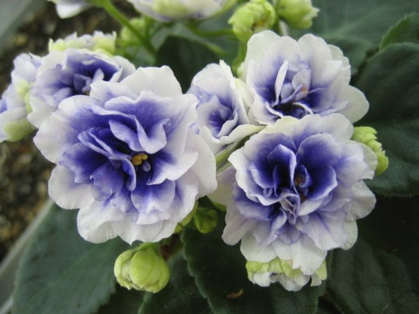 Rob s Cotton Ball - ZZ Rob s Cotton Ball