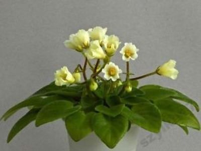 Senk's Alchemy Yellow Bells poza net - Senk s Alchemy Yellow Bells