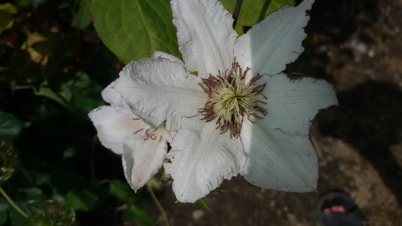  - 6Clematite