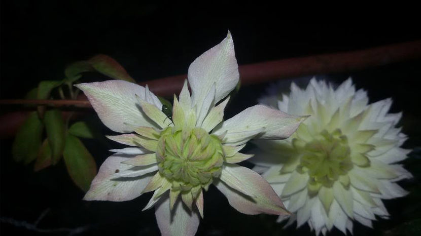  - 6Clematite