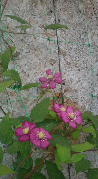  - 6Clematite