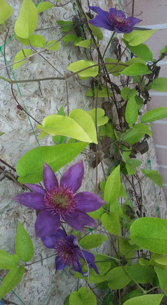  - 6Clematite