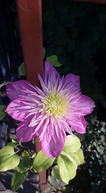  - 6Clematite