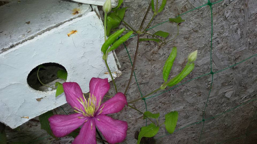  - 6Clematite