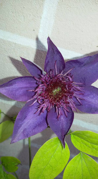  - 6Clematite