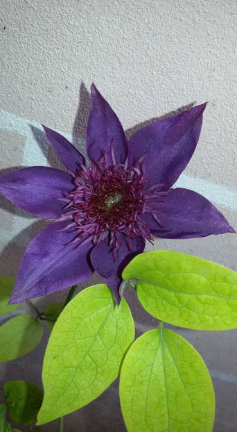  - 6Clematite