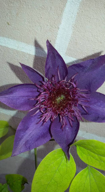  - 6Clematite