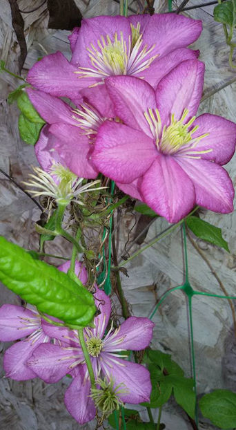  - 6Clematite