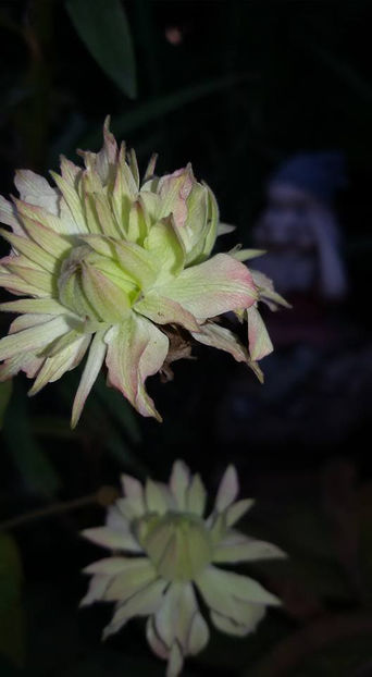  - 6Clematite