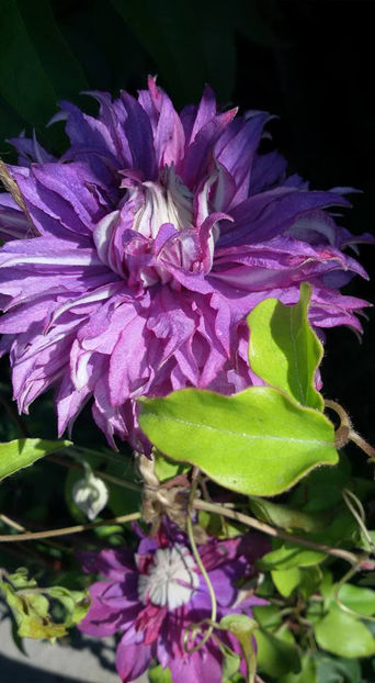  - 6Clematite