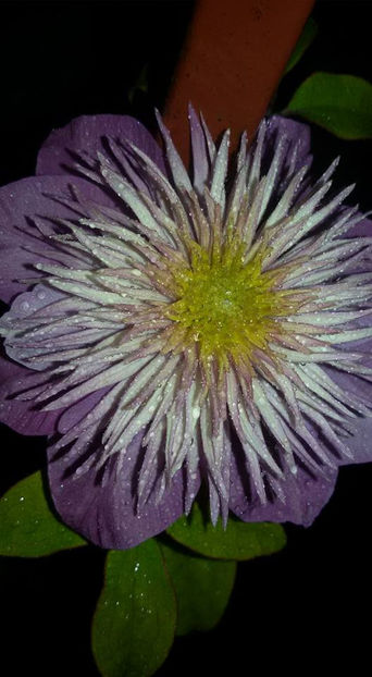  - 6Clematite
