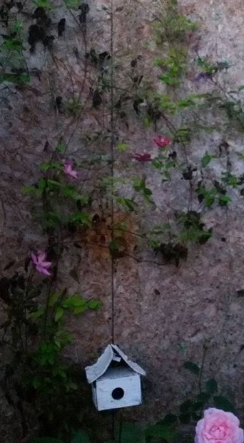  - 6Clematite