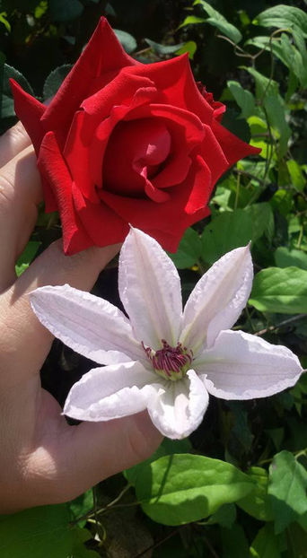  - 6Clematite
