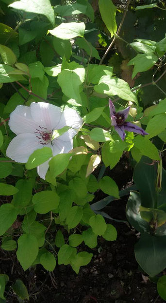  - 6Clematite