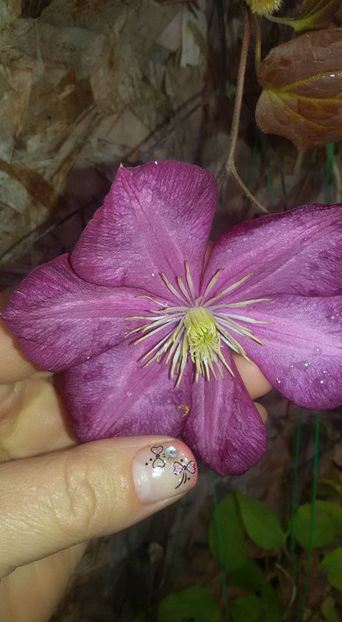  - 6Clematite
