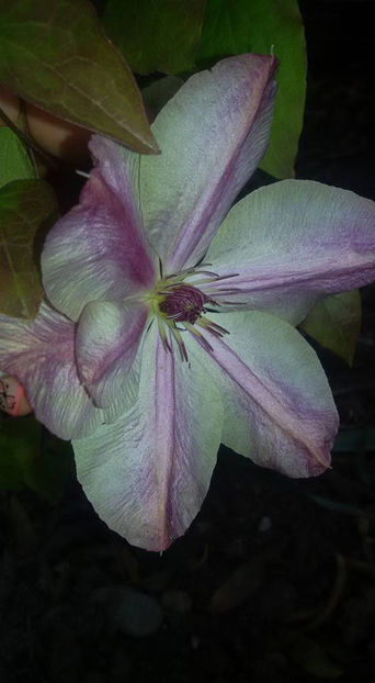  - 6Clematite