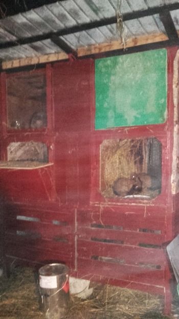  - Custile mele ptr ugg