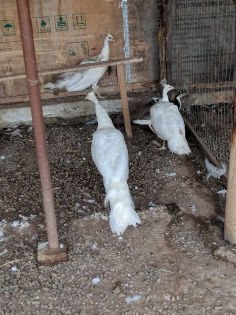  - P---PAUNI 2016-2018