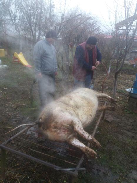  - Tăierea porcului 2018