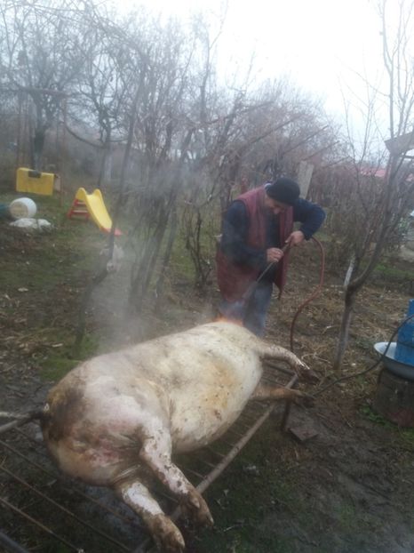  - Tăierea porcului 2018