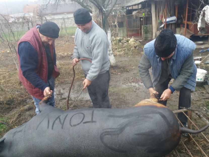  - Tăierea porcului 2018