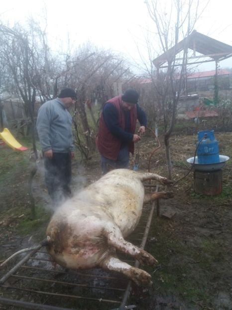  - Tăierea porcului 2018
