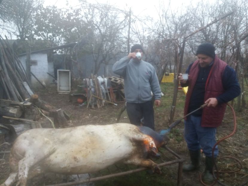  - Tăierea porcului 2018
