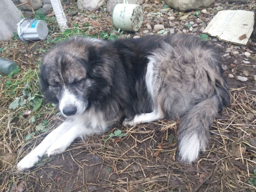  - Tăierea porcului 2018