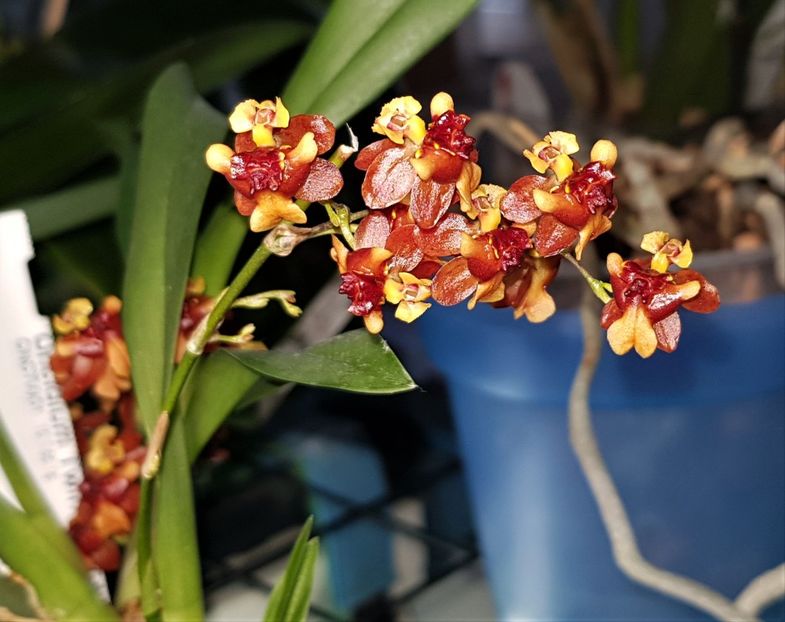 Twinkle Border Red/Dark Orange - Oncidium