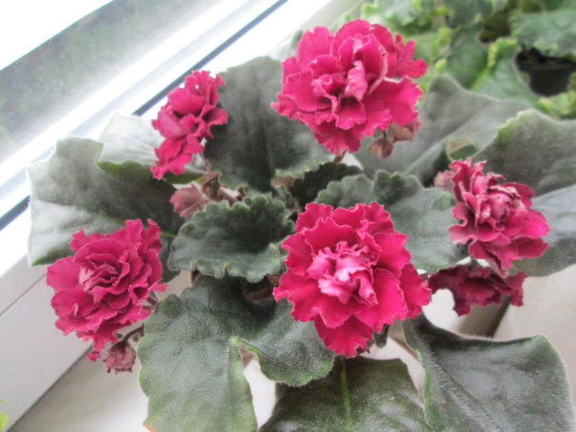 Ness Antique Red - Cele mai frumoase violete din albumele de pe sunphoto