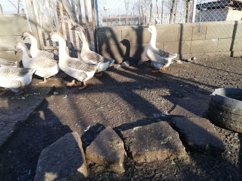  - Boboci de gasca africana 2018