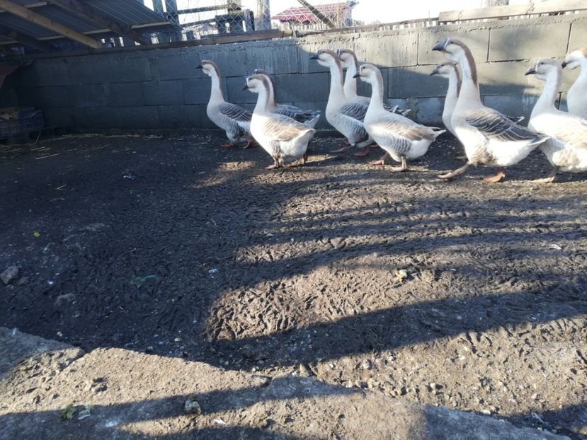  - Boboci de gasca africana 2018