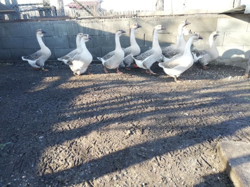  - Boboci de gasca africana 2018