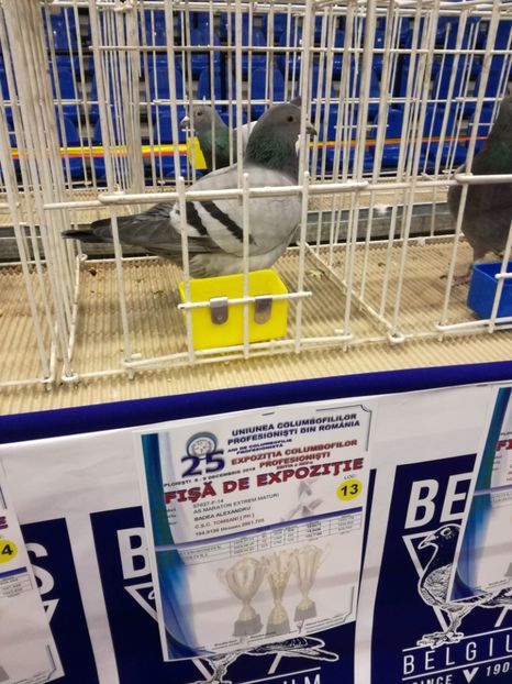  - Porumbei participanti din crescatoria BADEA ALEXANDRU in EXPOZITIA NATIONALA UCPR-2018